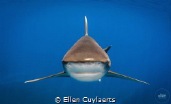 Stealth!
Oceanic white tip, Cat Island by Ellen Cuylaerts 